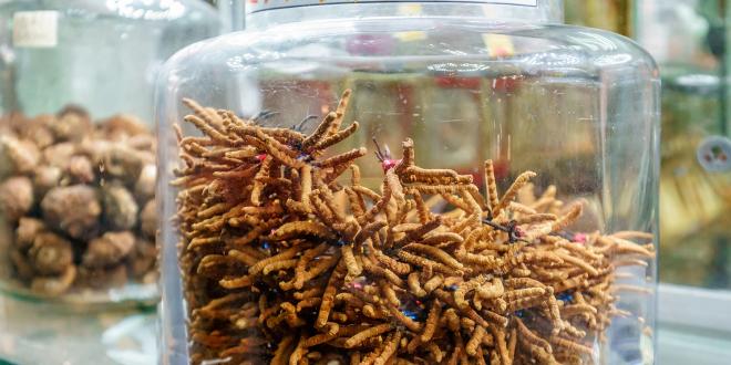 dried cordyceps and shiitake mushrooms in glass jars