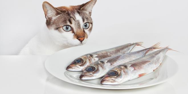 A hungry cat staring at a plate of fish.