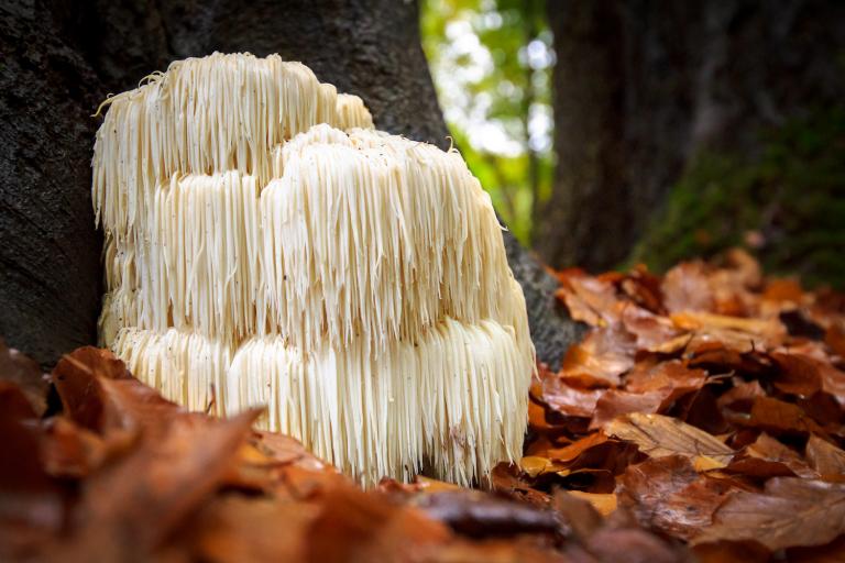 lion's mane mushroom growing in the wild