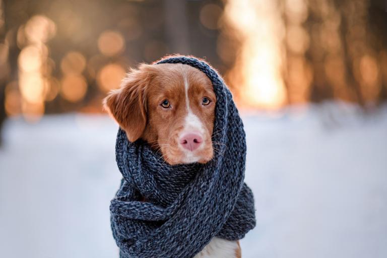 Nova Scotia Duck Tolling Retriever Dog wearing a scarf outdoors in the winter.